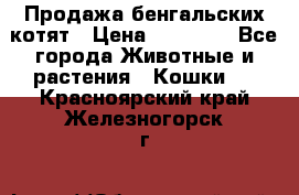 Продажа бенгальских котят › Цена ­ 20 000 - Все города Животные и растения » Кошки   . Красноярский край,Железногорск г.